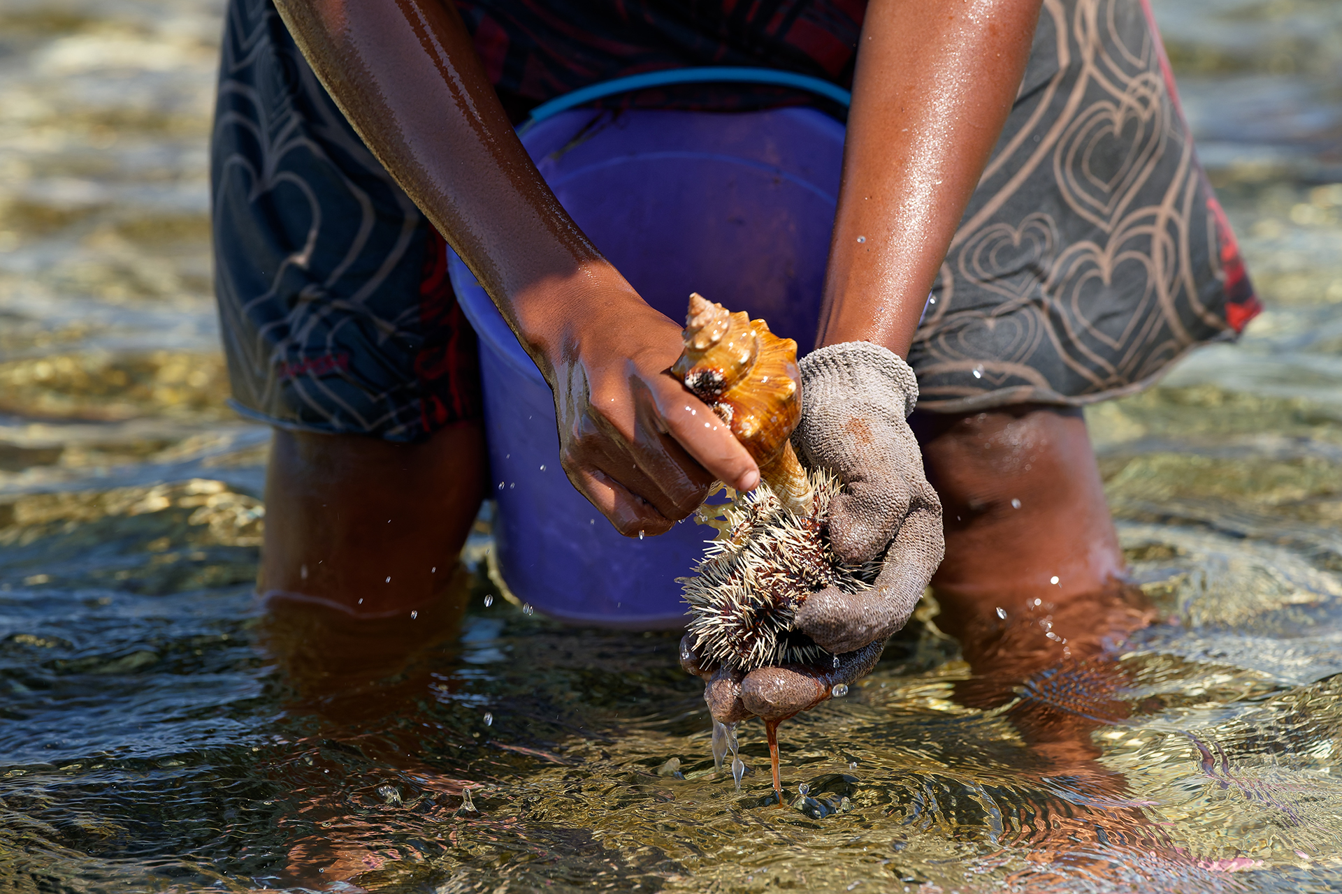 At low tide, a woman uses a snail shell to break apart sea urchins and collect the meat inside.