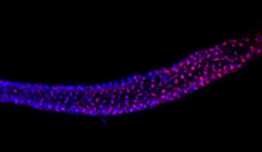 Hitchhiking DNA picked up by gene, saves a species from extinction