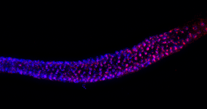 Hitchhiking DNA picked up by gene, saves a species from extinction