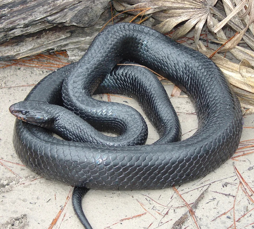 The Eastern indigo snake is the longest snake in Alabama.