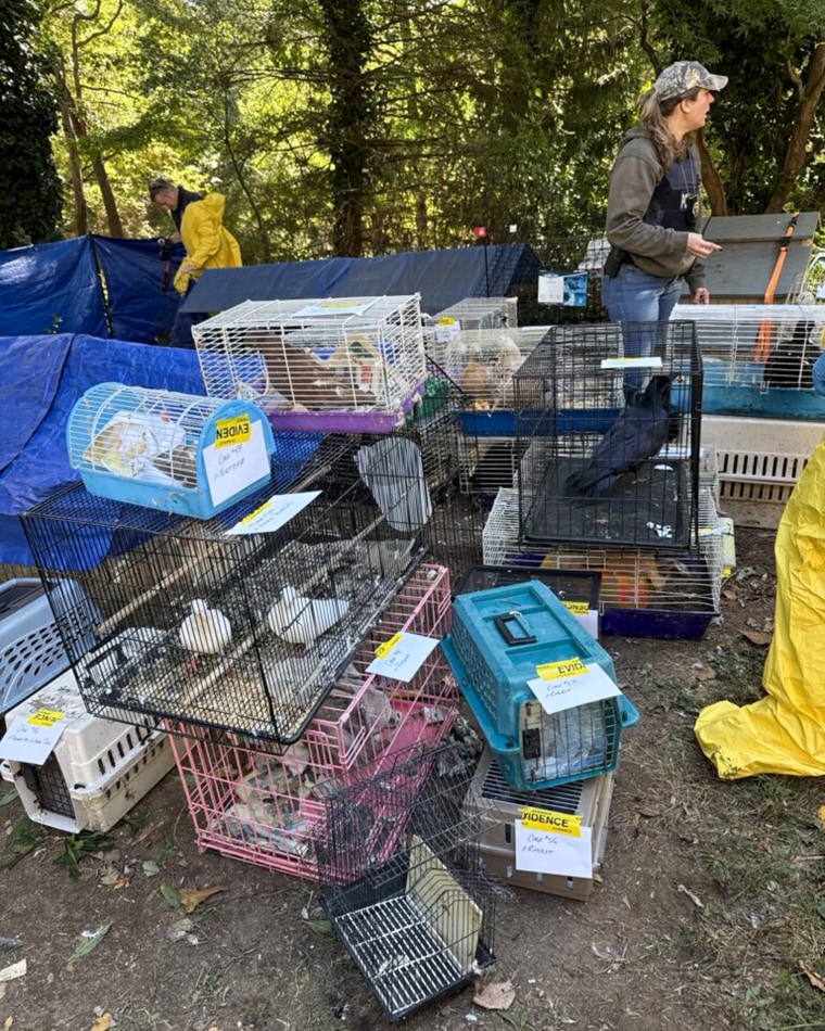 Pet rescue photo.