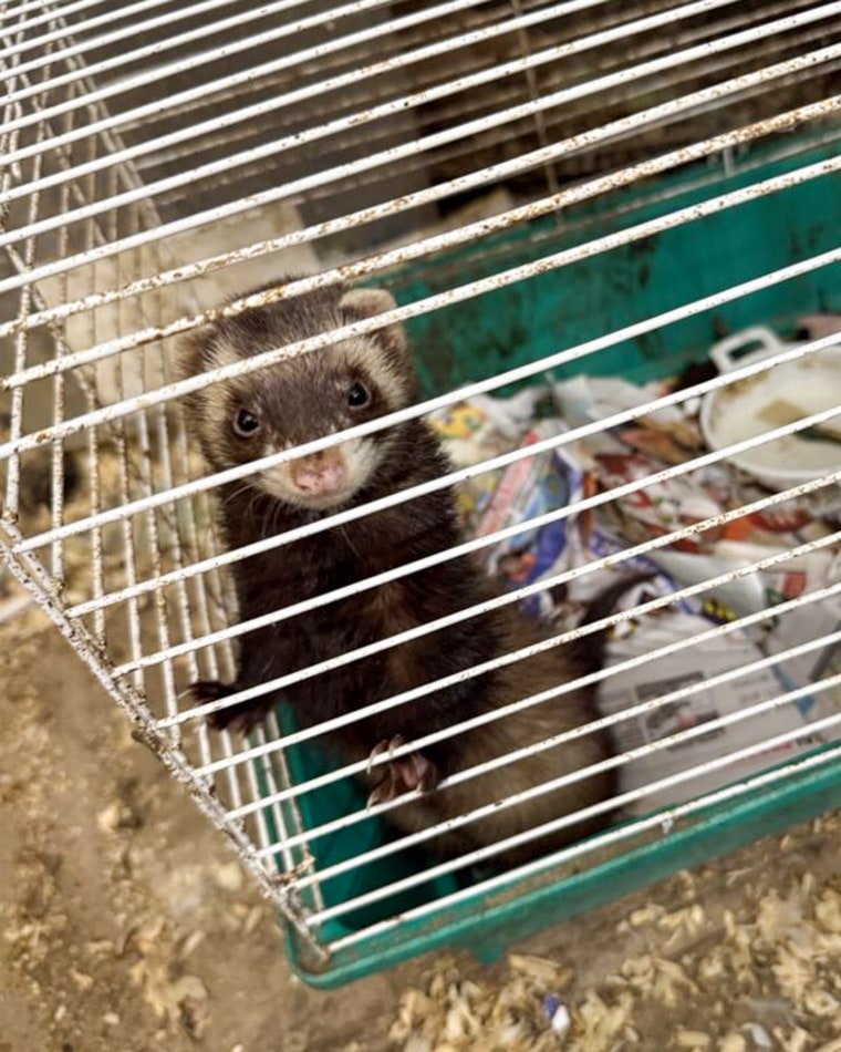 Pet rescue photo.