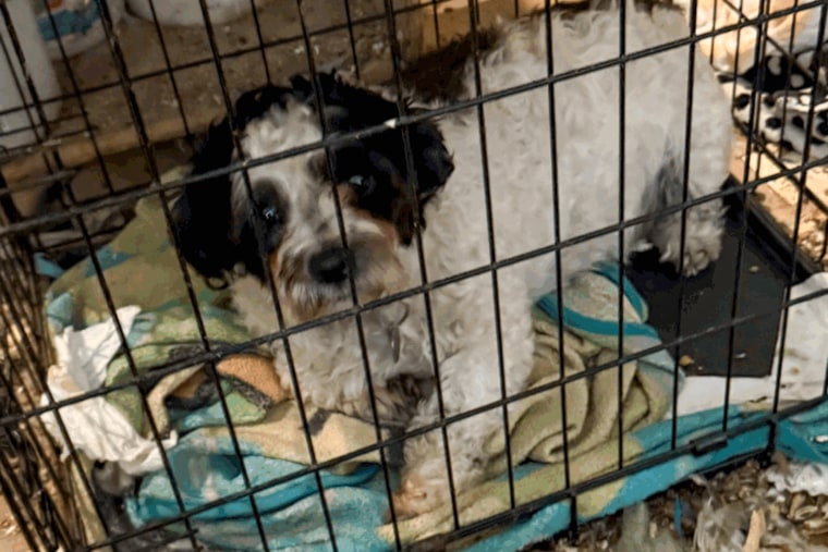 Pet rescue photo.