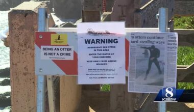 Surfboard pirating sea otter prompts 'aggressive sea otter' signs