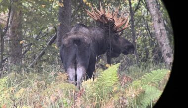 Ropes, cables and cords - Fish and Game is finding them tangled in moose antlers
