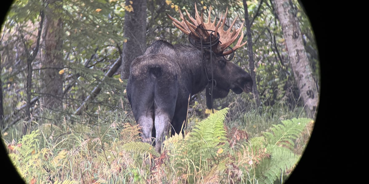 Ropes, cables and cords - Fish and Game is finding them tangled in moose antlers
