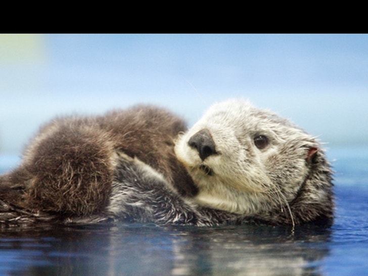 Sea Otters