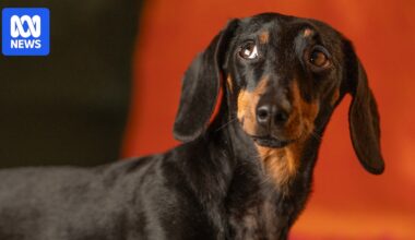 Inside the mission to rescue dachshund Valerie from wild 529-day Kangaroo Island ordeal