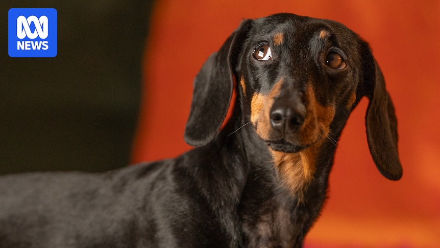 Inside the mission to rescue dachshund Valerie from wild 529-day Kangaroo Island ordeal