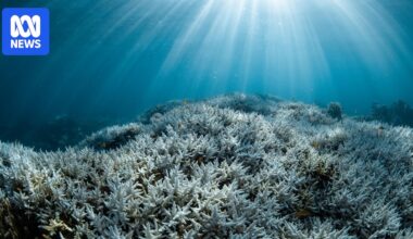 'Tipping point' threshold reached for world's coral reefs, report suggests