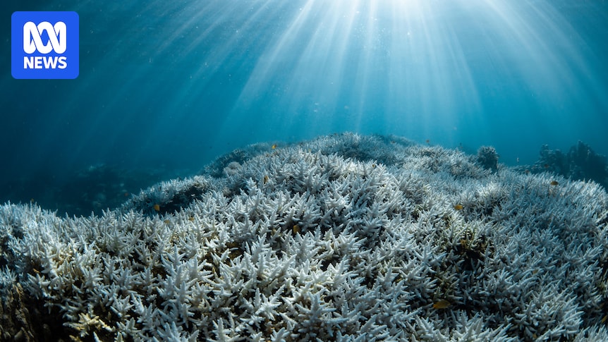 'Tipping point' threshold reached for world's coral reefs, report suggests