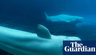 ‘A life of captivity’: Canada refuses marine park’s request to export its whales to China | Canada