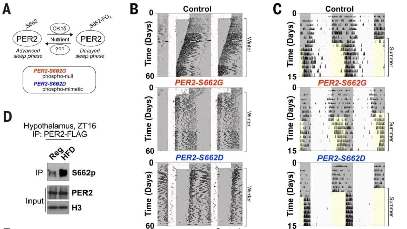 HFD increases PER2-S662 phosphorylation to regulate circadian entrainment to seasonal photoperiods. (CREDIT: Science)