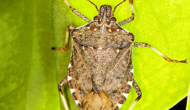 How to keep stink bugs from making your home their winter retreat
