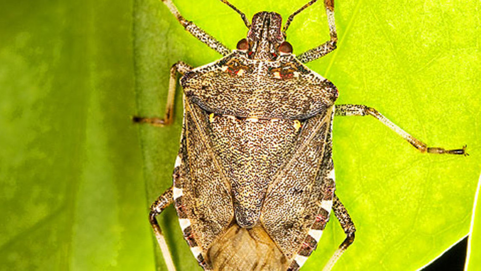 How to keep stink bugs from making your home their winter retreat