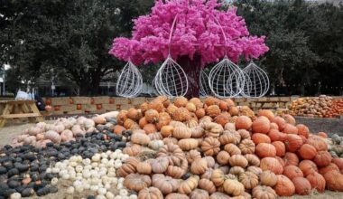 Because of large crowds and limited availability, Discovery Green encourages visitors to buy tickets to the Houston Pumpkin Festival online in advance. (Courtesy Discovery Green)