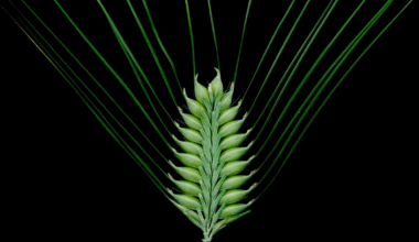 UK schools to explore DNA with new barley genetics project