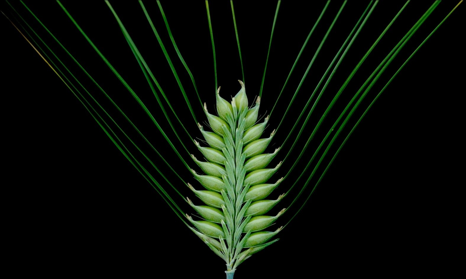 UK schools to explore DNA with new barley genetics project