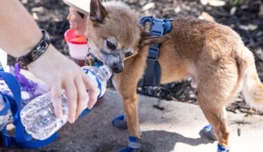 UT Arlington researchers aim to translate dog sounds with AI