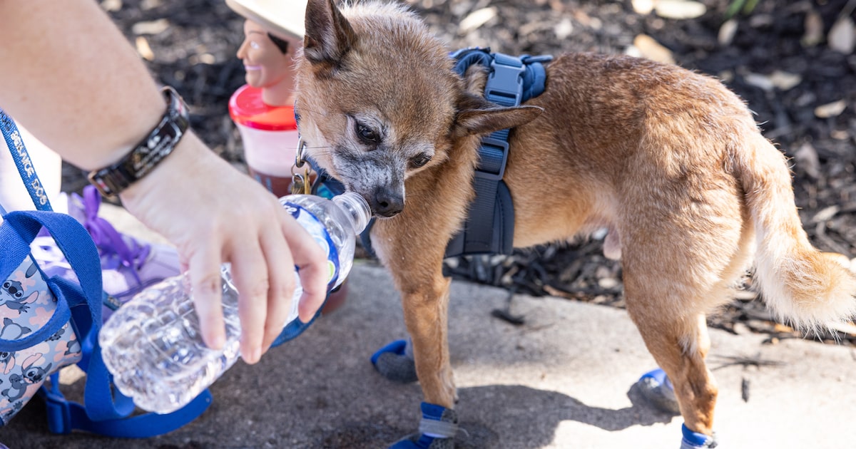 UT Arlington researchers aim to translate dog sounds with AI