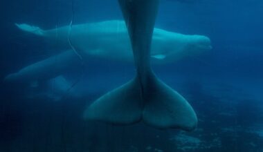 Marineland decries Ottawa decision to bar export of remaining beluga whales to China - CTV News