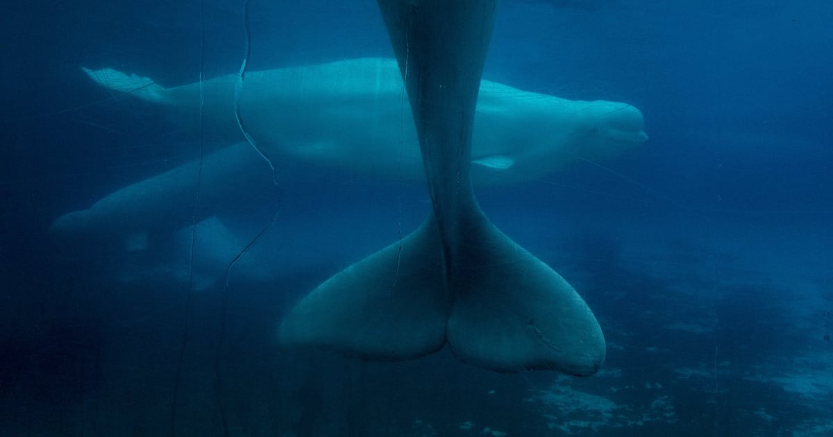 Marineland decries Ottawa decision to bar export of remaining beluga whales to China - CTV News