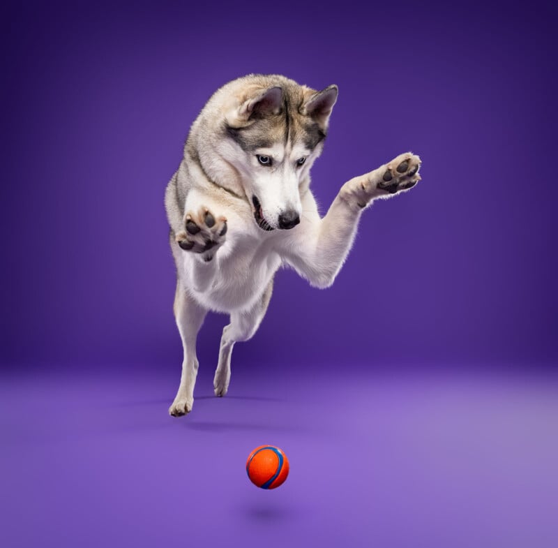 A Siberian Husky jumps energetically towards an orange and blue ball against a vibrant purple background. The dog has its front paws extended and eyes focused on the ball.
