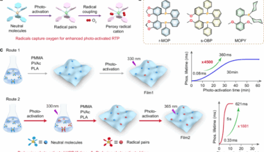 Radical-enhanced photo-activated ultralong organic phosphorescence