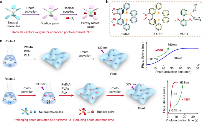 Radical-enhanced photo-activated ultralong organic phosphorescence