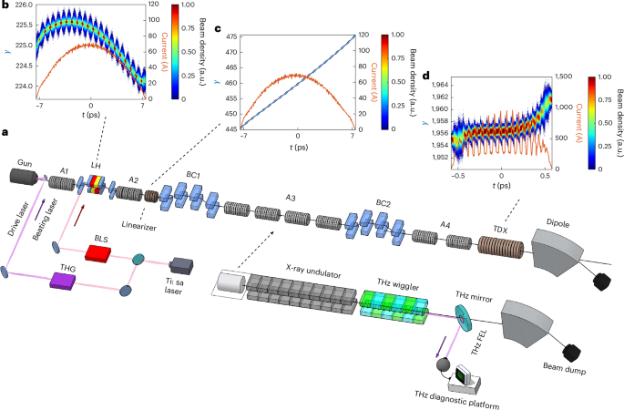 Continuous terahertz band coverage through precise electron-beam tailoring in free-electron lasers