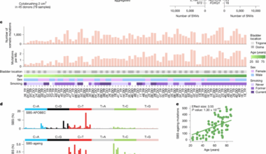 Sex and smoking bias in the selection of somatic mutations in human bladder