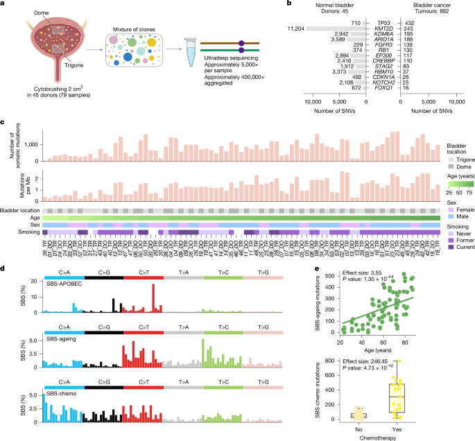 Sex and smoking bias in the selection of somatic mutations in human bladder
