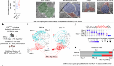 Efferocytic remodelling of pancreatic islet macrophages by limited β-cell death