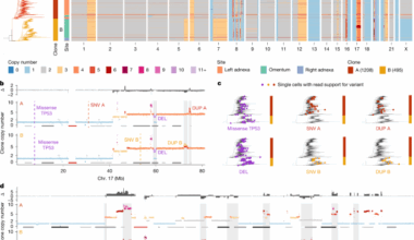 Tracking clonal evolution during treatment in ovarian cancer using cell-free DNA