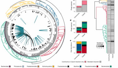 Isolation, engineering and ecology of temperate phages from the human gut