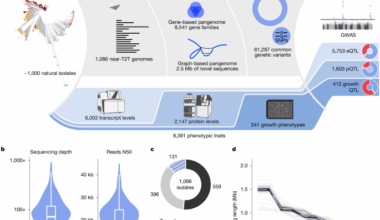 From genotype to phenotype with 1,086 near telomere-to-telomere yeast genomes