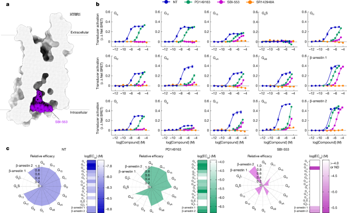 Designing allosteric modulators to change GPCR G protein subtype selectivity