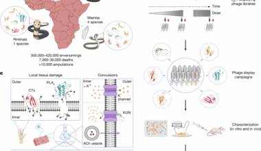 Nanobody-based recombinant antivenom for cobra, mamba and rinkhals bites