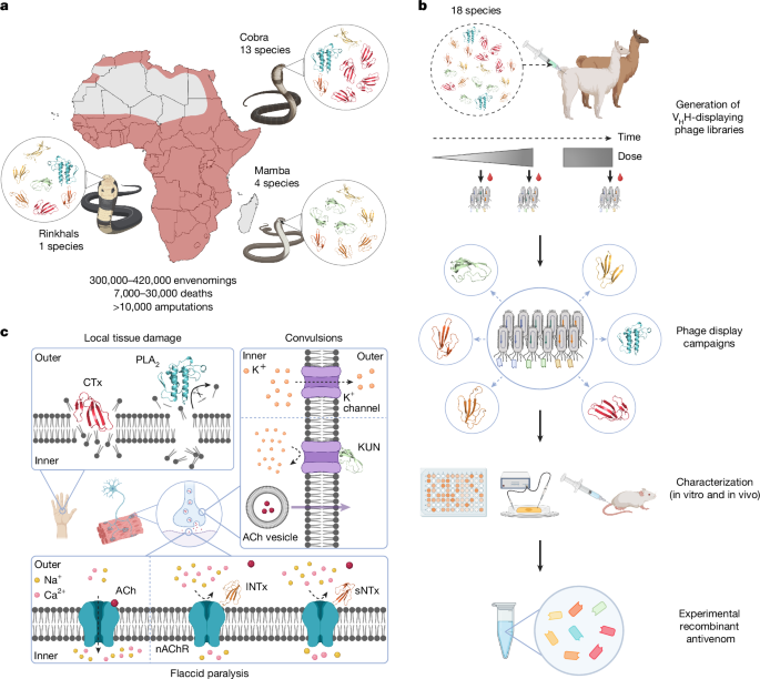 Nanobody-based recombinant antivenom for cobra, mamba and rinkhals bites