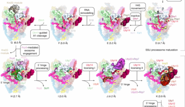 Helicase-mediated mechanism of SSU processome maturation and disassembly