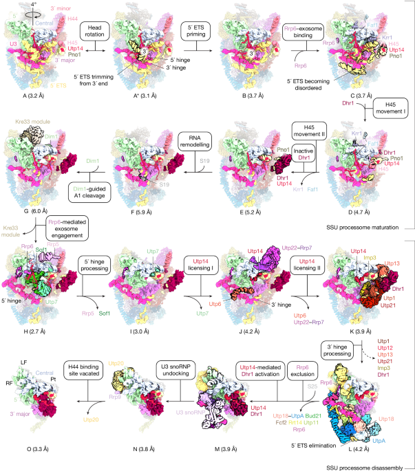 Helicase-mediated mechanism of SSU processome maturation and disassembly