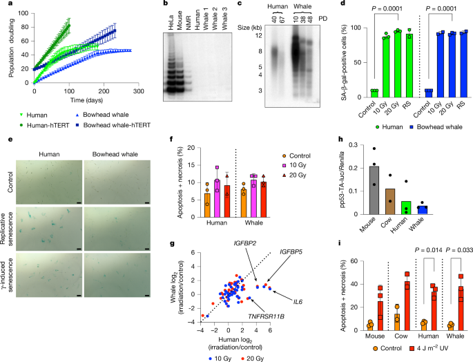 Evidence for improved DNA repair in long-lived bowhead whale