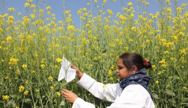 US Trade Talks May Be Cracking India’s Opposition to GM Crops