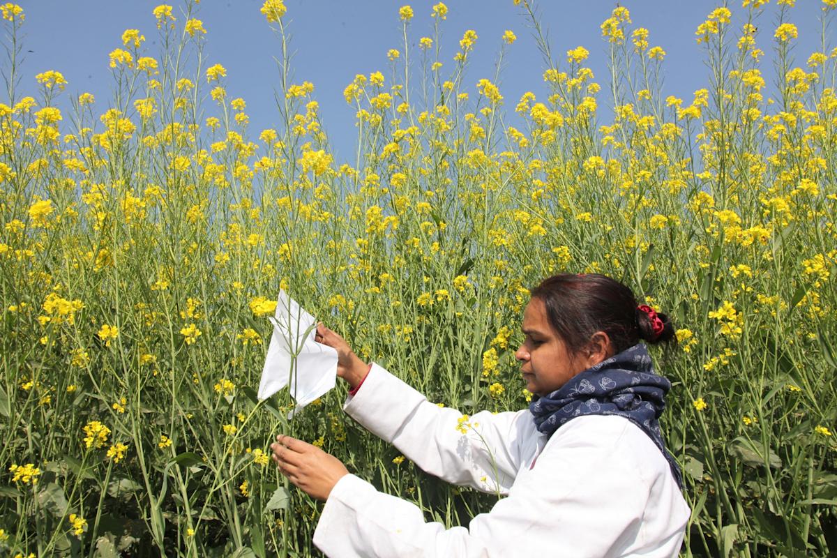 US Trade Talks May Be Cracking India’s Opposition to GM Crops