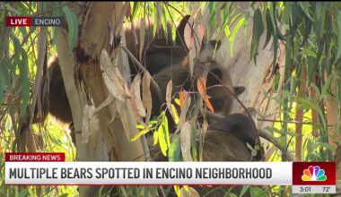 A bear family seen napping in Encino neighborhood – NBC Los Angeles
