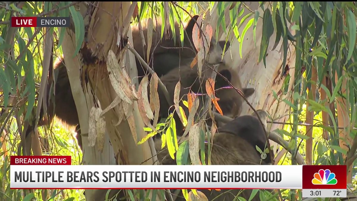 A bear family seen napping in Encino neighborhood – NBC Los Angeles