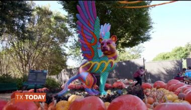 Extraordinary celebration of Mexican culture – NBC 5 Dallas-Fort Worth