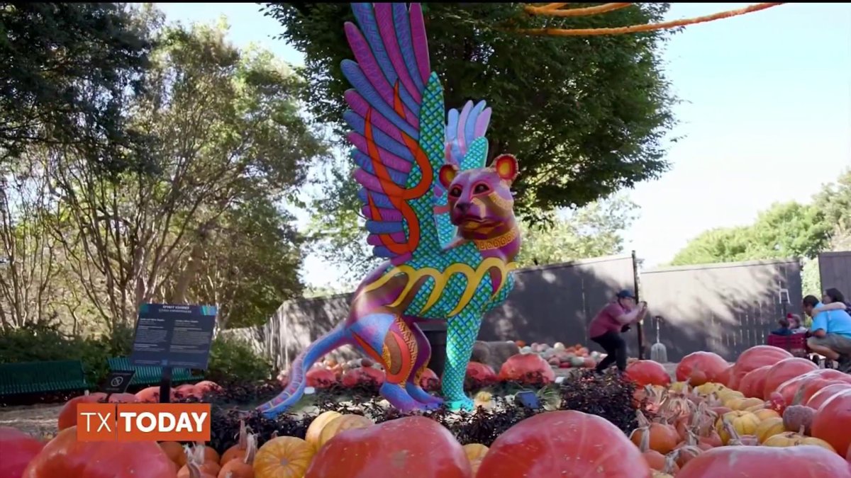 Extraordinary celebration of Mexican culture – NBC 5 Dallas-Fort Worth