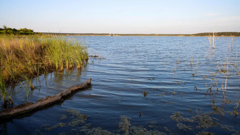 Grass and logs at Hubbard Creek Lake in Texas