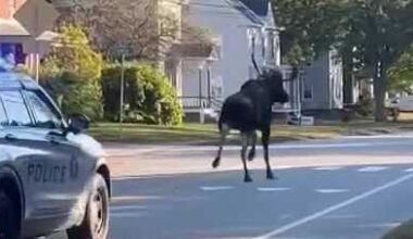 Police escort moose chase moose out of downtown Keene